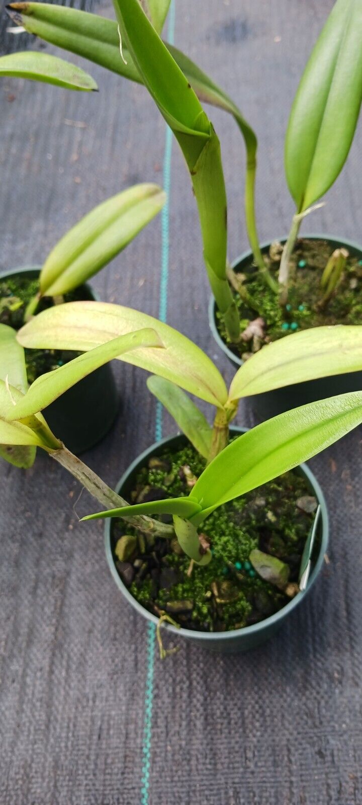 Orchid Cattleya Rth Young-Mim Orange x C Valda Mad Happenings Tropical Plant