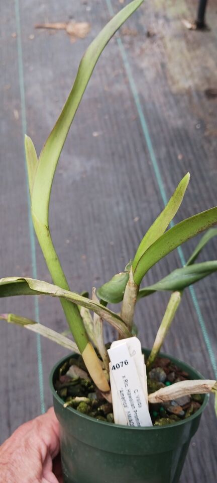 Orchid Cattleya Valda x Rlc Hawaiian Prominence America Mad Happenings plant