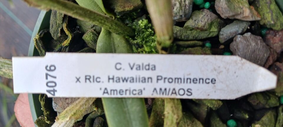 Orchid Cattleya Valda x Rlc Hawaiian Prominence America Mad Happenings plant