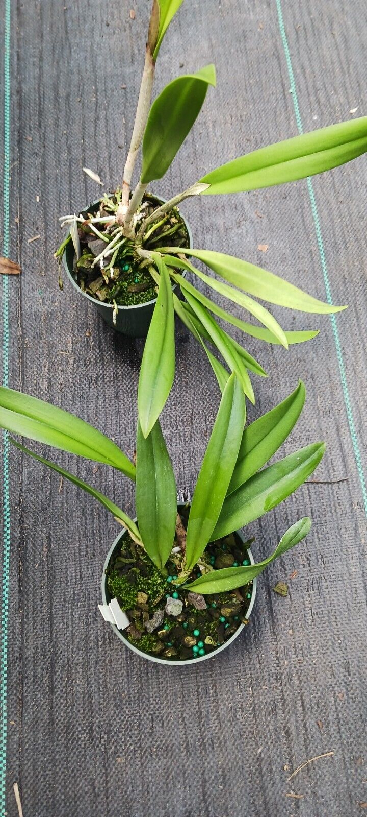 Orchid Cattleya (Rlc Shin Shiang Diamond x Mem Shirley Moore) x B. nodosa