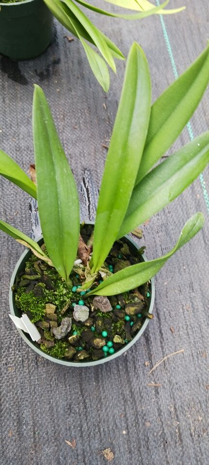Orchid Cattleya (Rlc Shin Shiang Diamond x Mem Shirley Moore) x B. nodosa