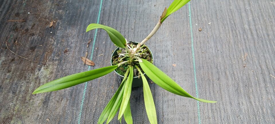 Orchid Cattleya (Rlc Shin Shiang Diamond x Mem Shirley Moore) x B. nodosa