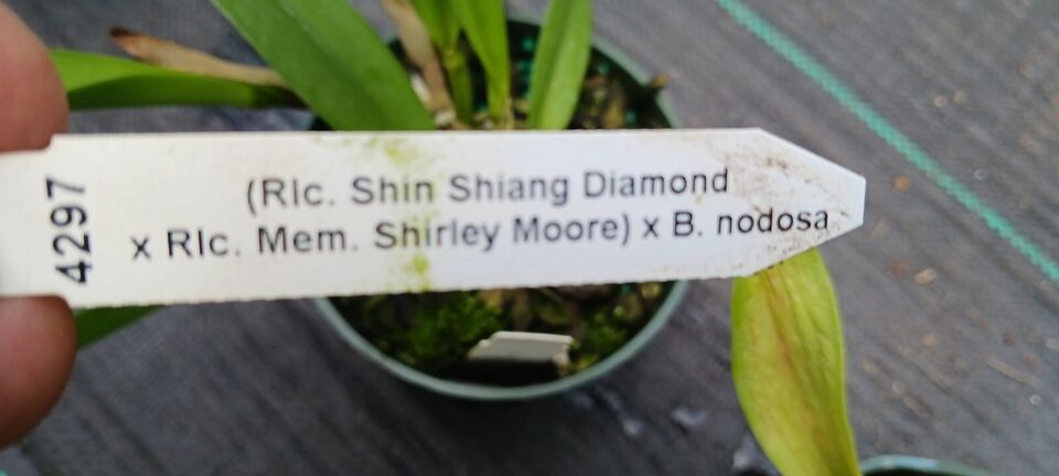 Orchid Cattleya (Rlc Shin Shiang Diamond x Mem Shirley Moore) x B. nodosa