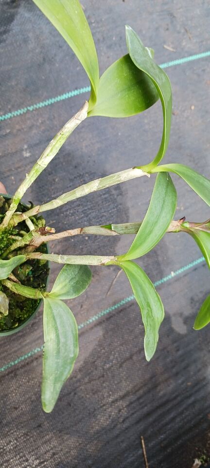 Orchid Cattleya intermedia coerulea x Gur aurantiaca Mad Happenings