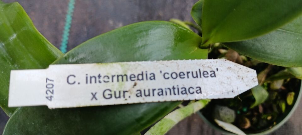 Orchid Cattleya intermedia coerulea x Gur aurantiaca Mad Happenings