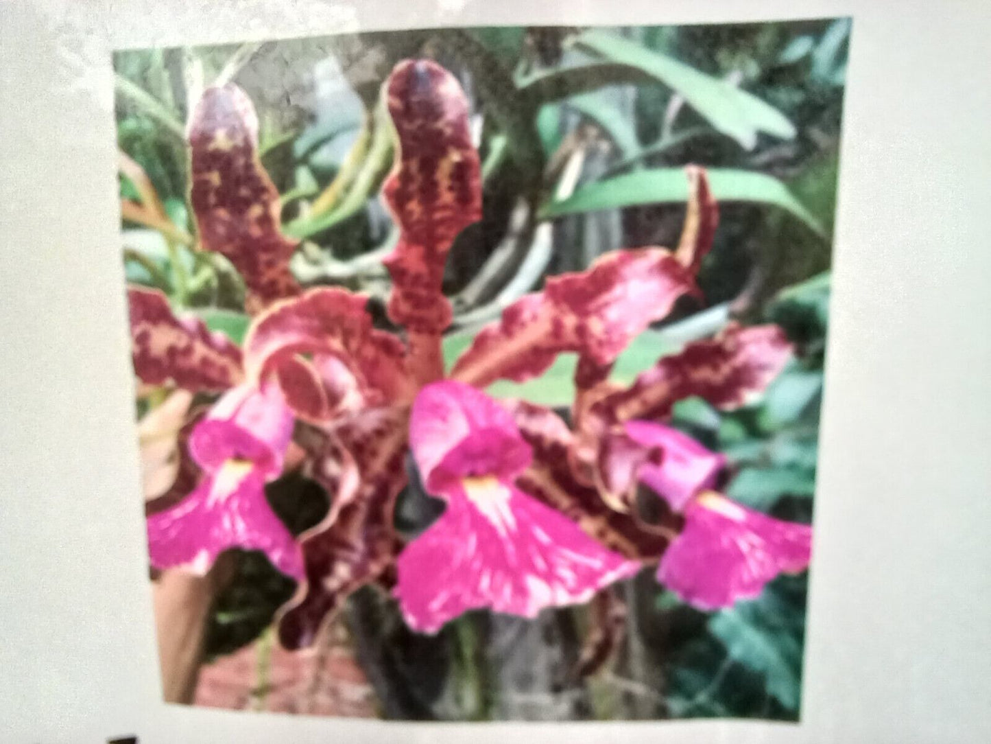Orchid Cattleya schilleriana species mounted on cork
