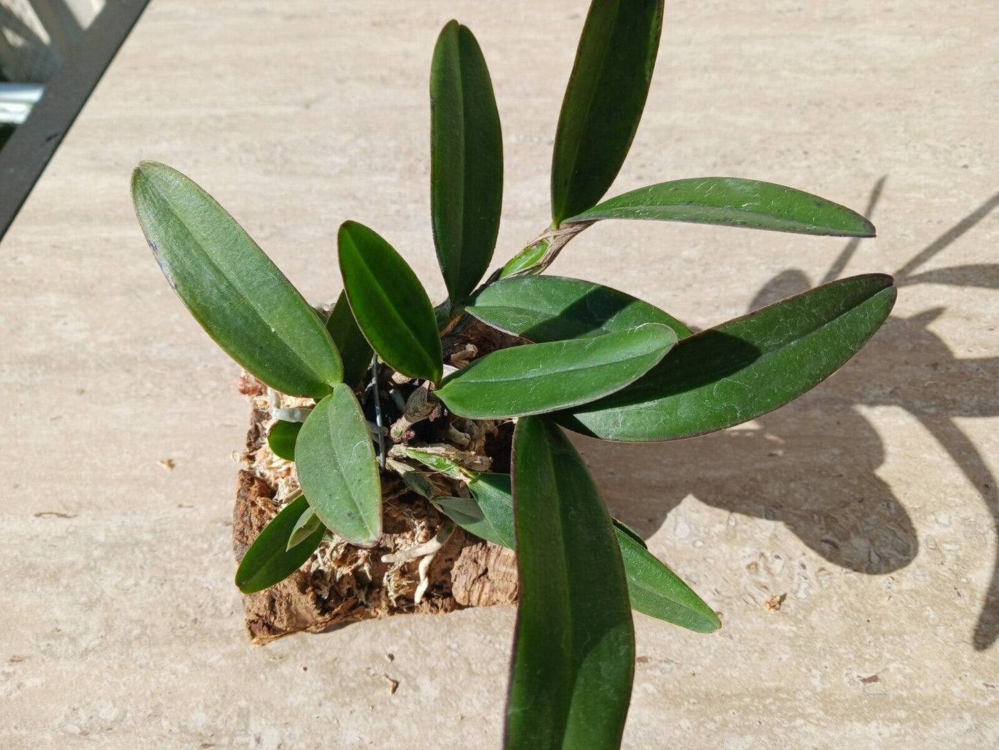 Orchid Cattleya schilleriana species mounted on cork