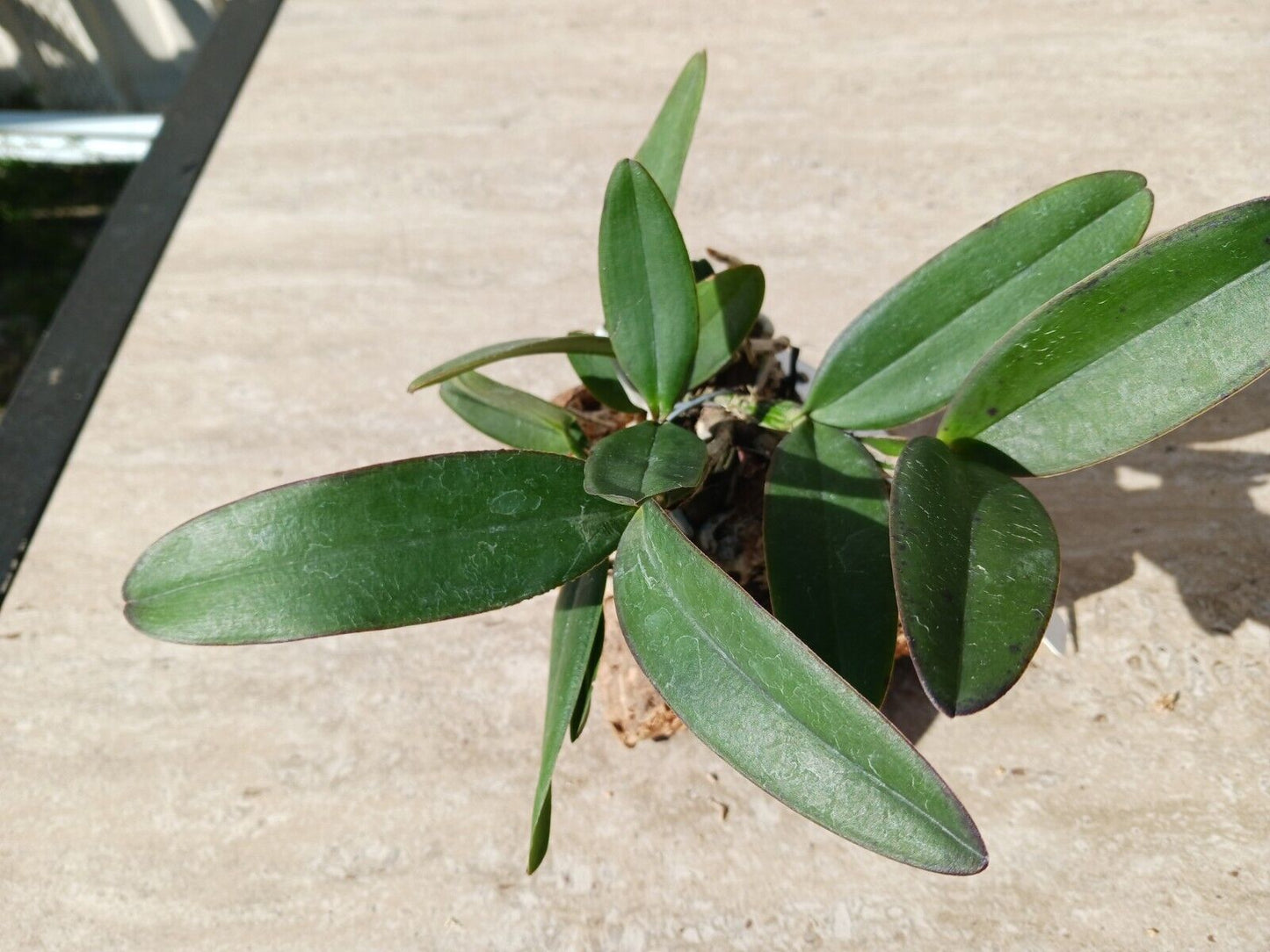 Orchid Cattleya schilleriana species mounted on cork