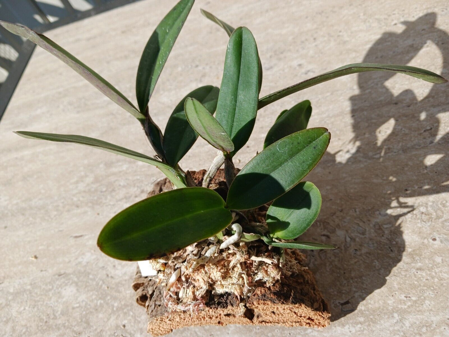 Orchid Cattleya schilleriana species mounted on cork