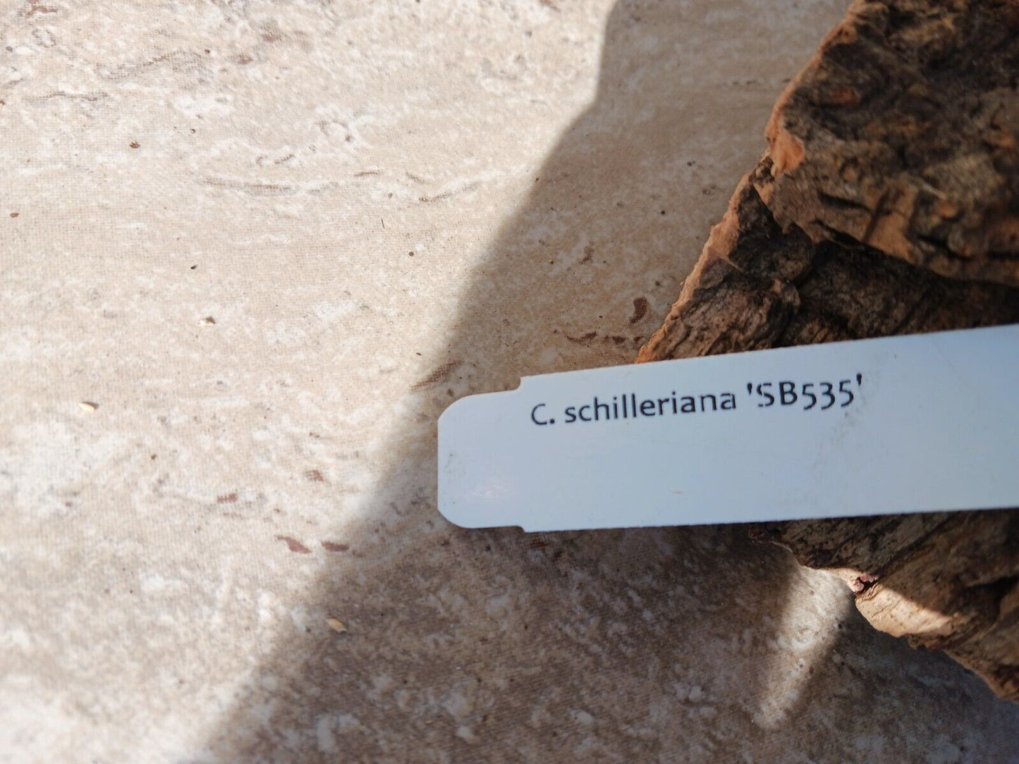 Orchid Cattleya schilleriana species mounted on cork
