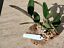 Orchid Cattleya schilleriana species mounted on cork
