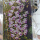 Orchid Vanda Aerides Korat Koki Kogi