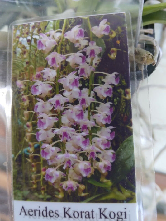 Orchid Vanda Aerides Korat Koki Kogi