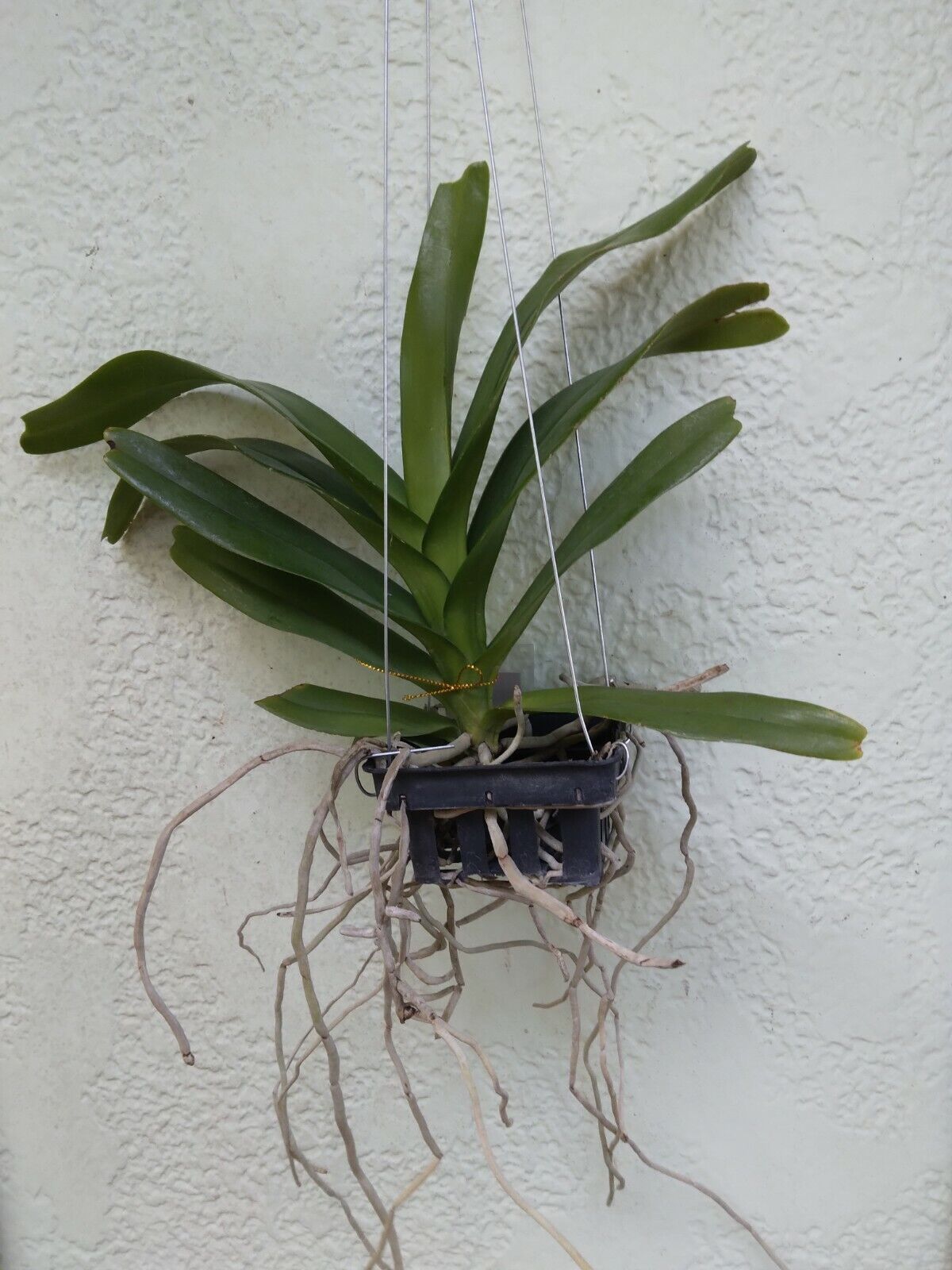 Orchid Vanda Aerides Korat Koki Kogi