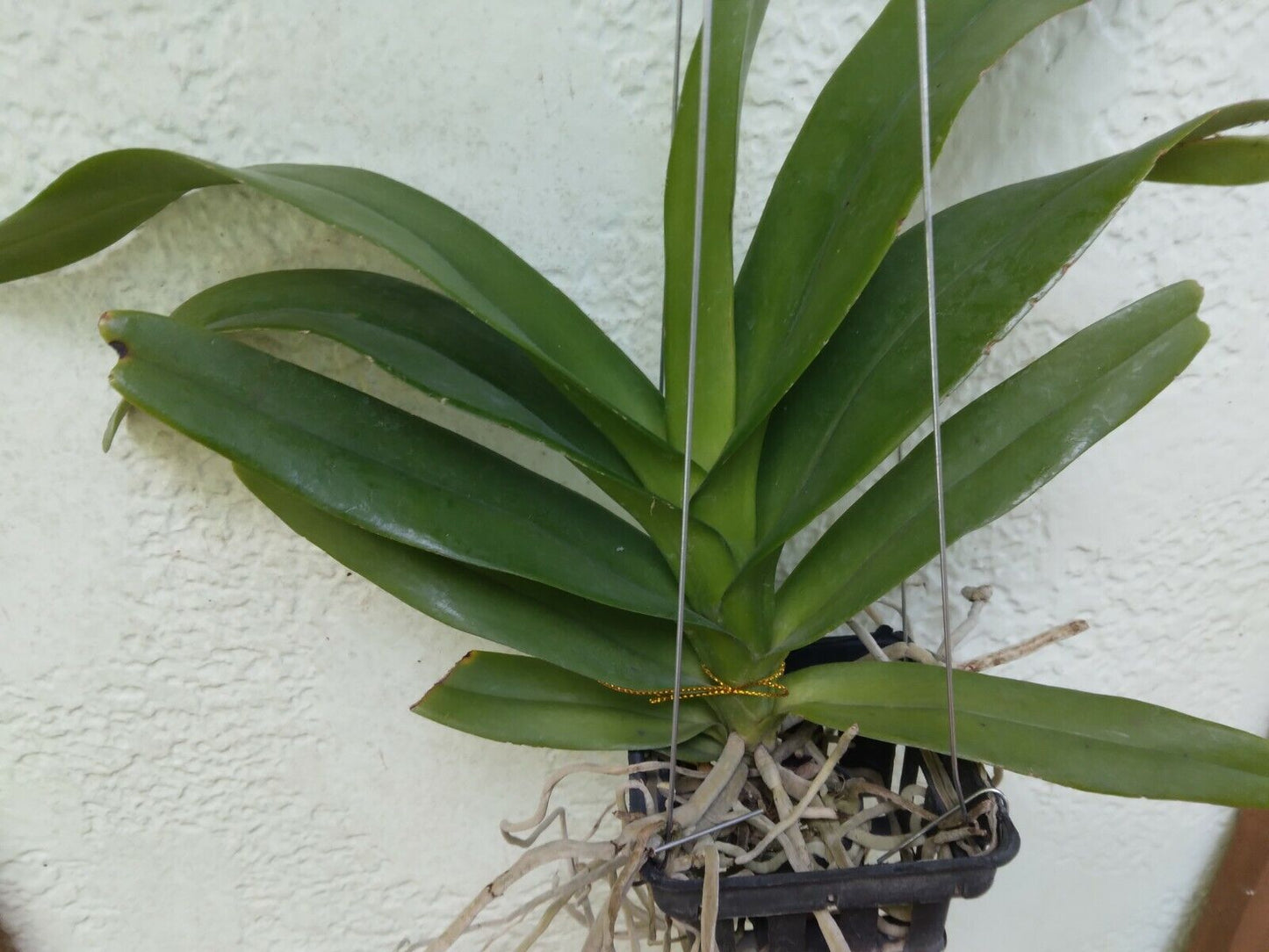 Orchid Vanda Aerides Korat Koki Kogi