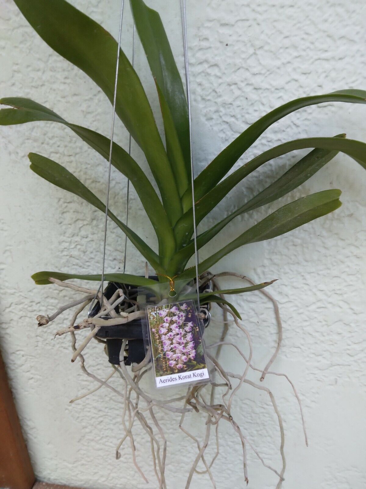 Orchid Vanda Aerides Korat Koki Kogi