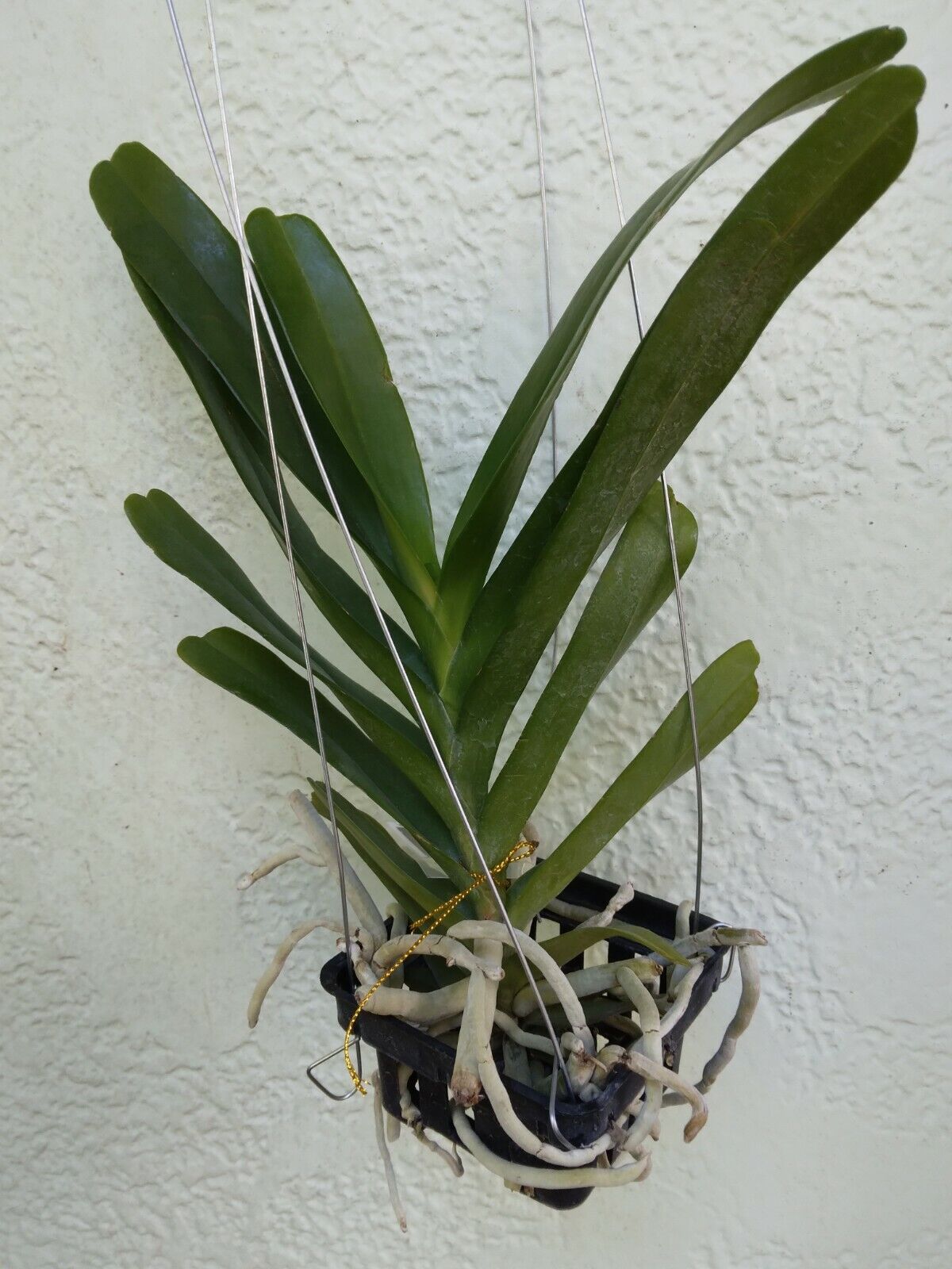 Orchid Vanda Aerides houlletiana Fragrant
