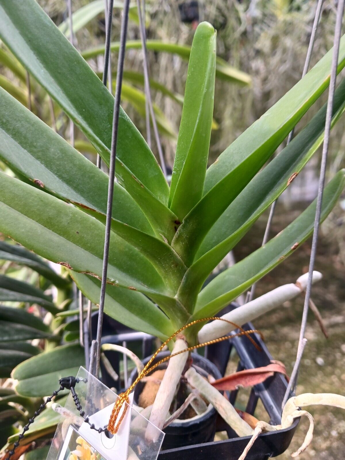 Orchid Vanda Aerides houlletiana Fragrant