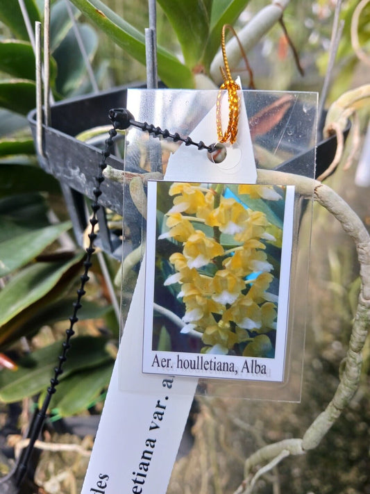 Orchid Vanda Aerides houlletiana alba Fragrant