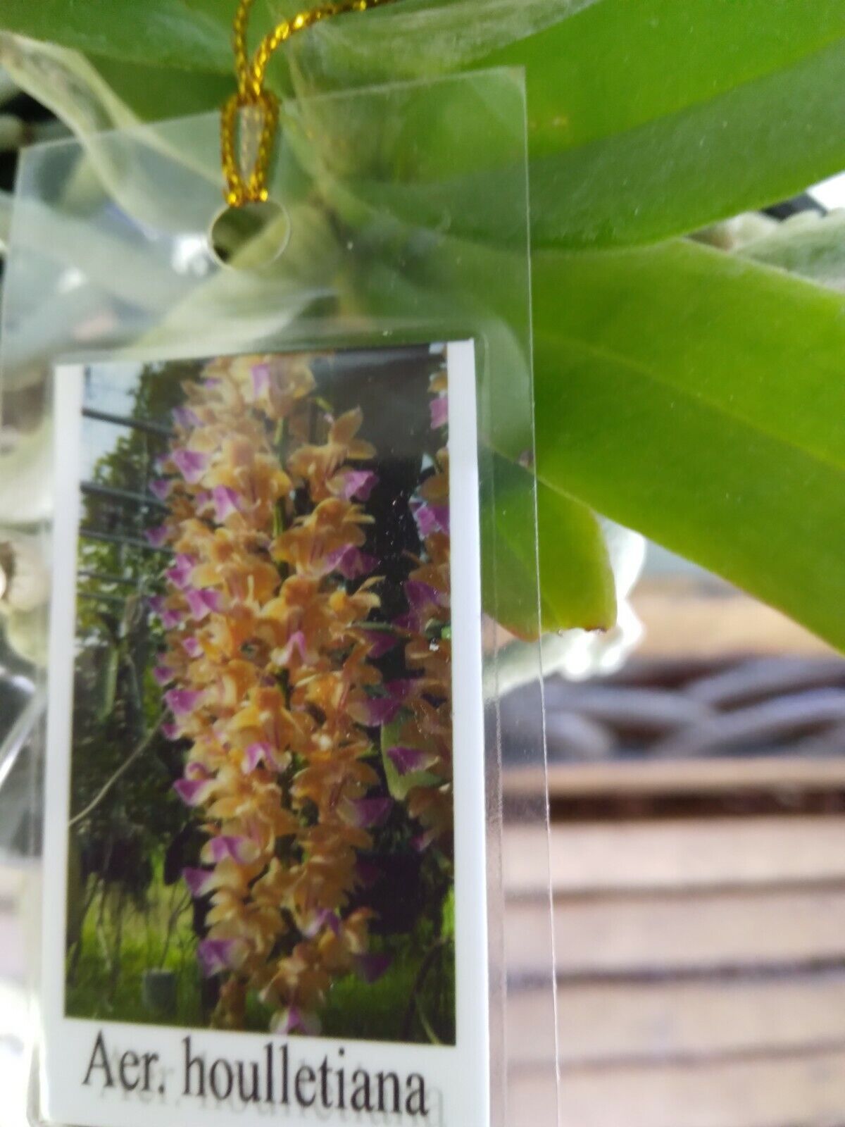Orchid Vanda Aerides houlletiana alba Fragrant
