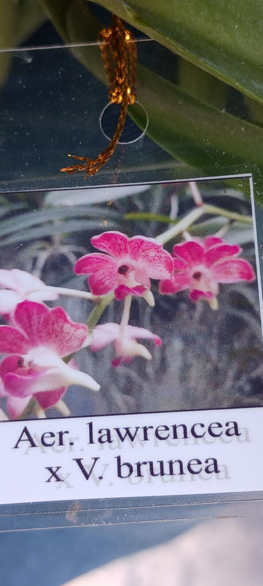 Orchid Vanda Aer lawrencea x V brunea