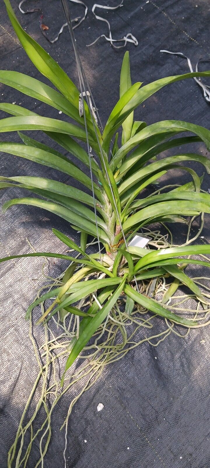 Orchid Vanda Aer lawrencea x V brunea
