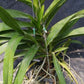 Orchid Vanda Aer lawrencea x V brunea