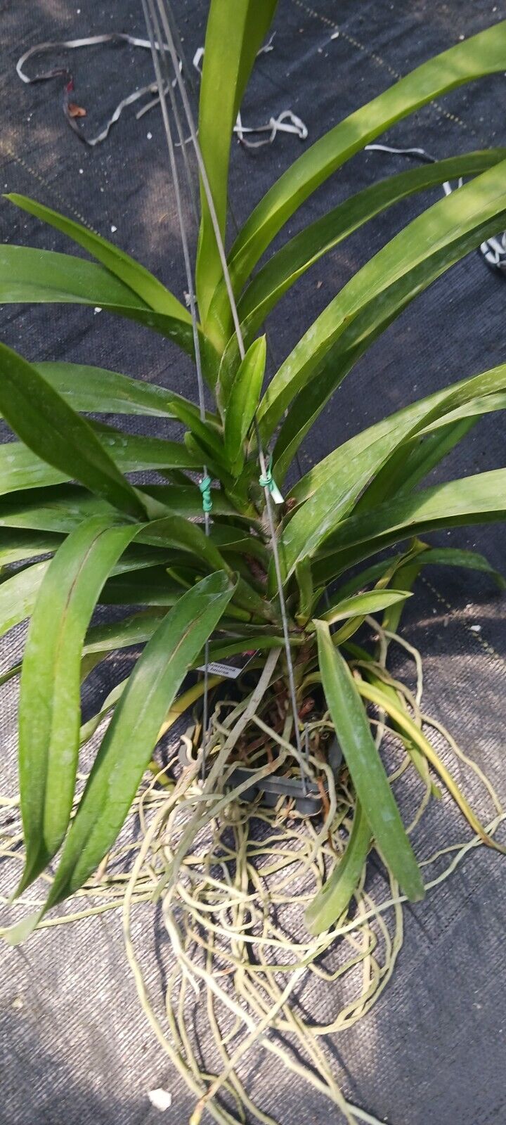 Orchid Vanda Aer lawrencea x V brunea