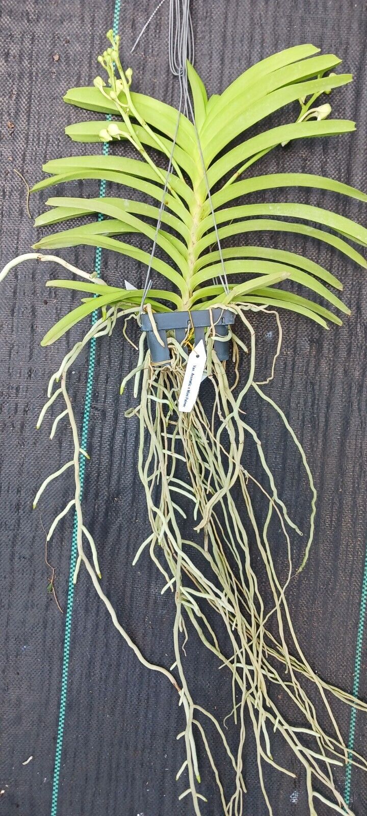 Orchid Vanda Aeromatic x Mimi Palmer Fragrant