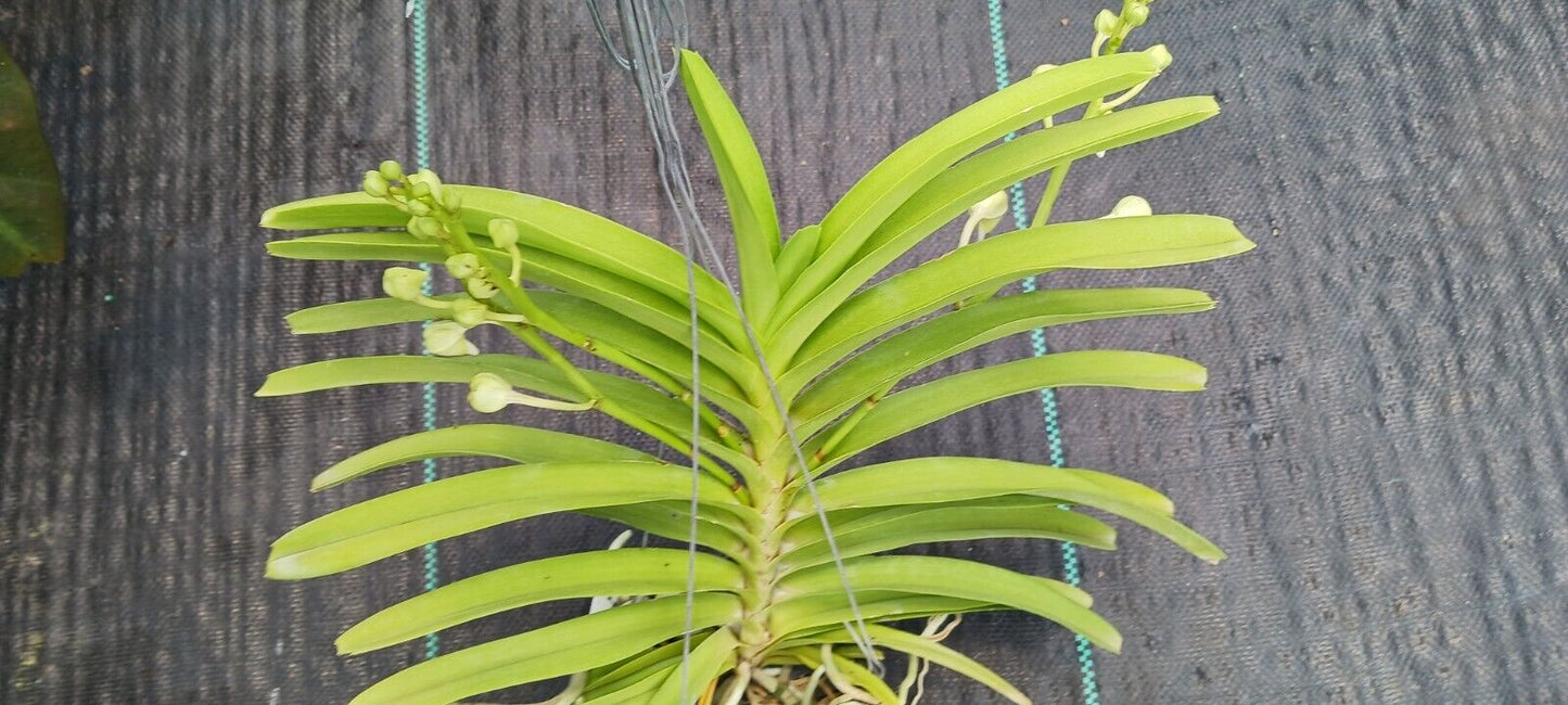 Orchid Vanda Aeromatic x Mimi Palmer Fragrant