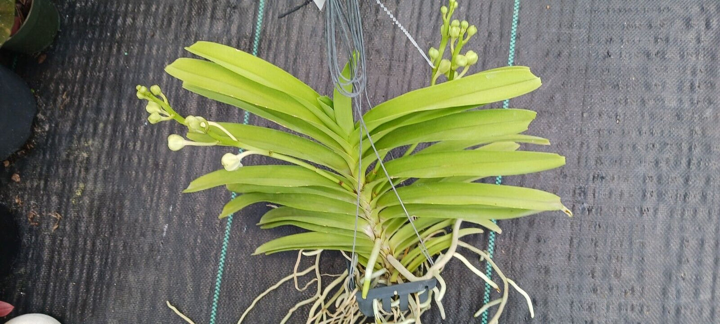 Orchid Vanda Aeromatic x Mimi Palmer Fragrant
