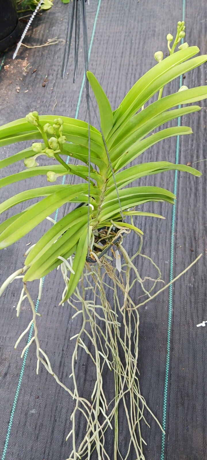Orchid Vanda Aeromatic x Mimi Palmer Fragrant