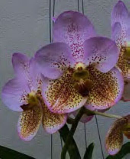 Orchid Vanda Boonserm Beauty Mad Happenings Plants
