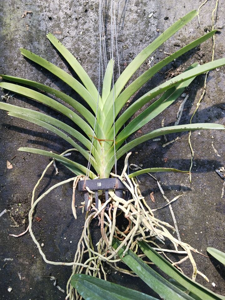 Orchid Vanda Boonserm Beauty Mad Happenings Plants