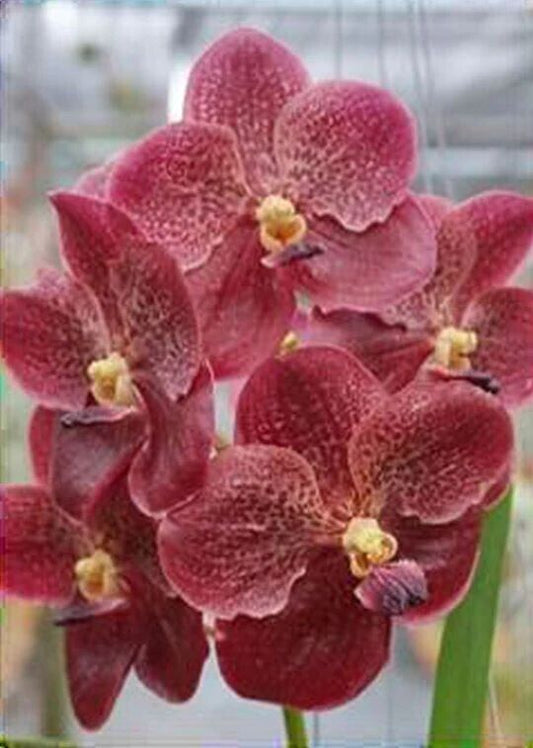 Orchid Vanda Chantra
