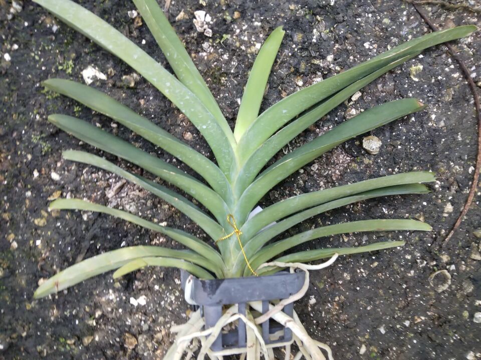 Orchid Vanda Ananiah Tkatcheno No 601