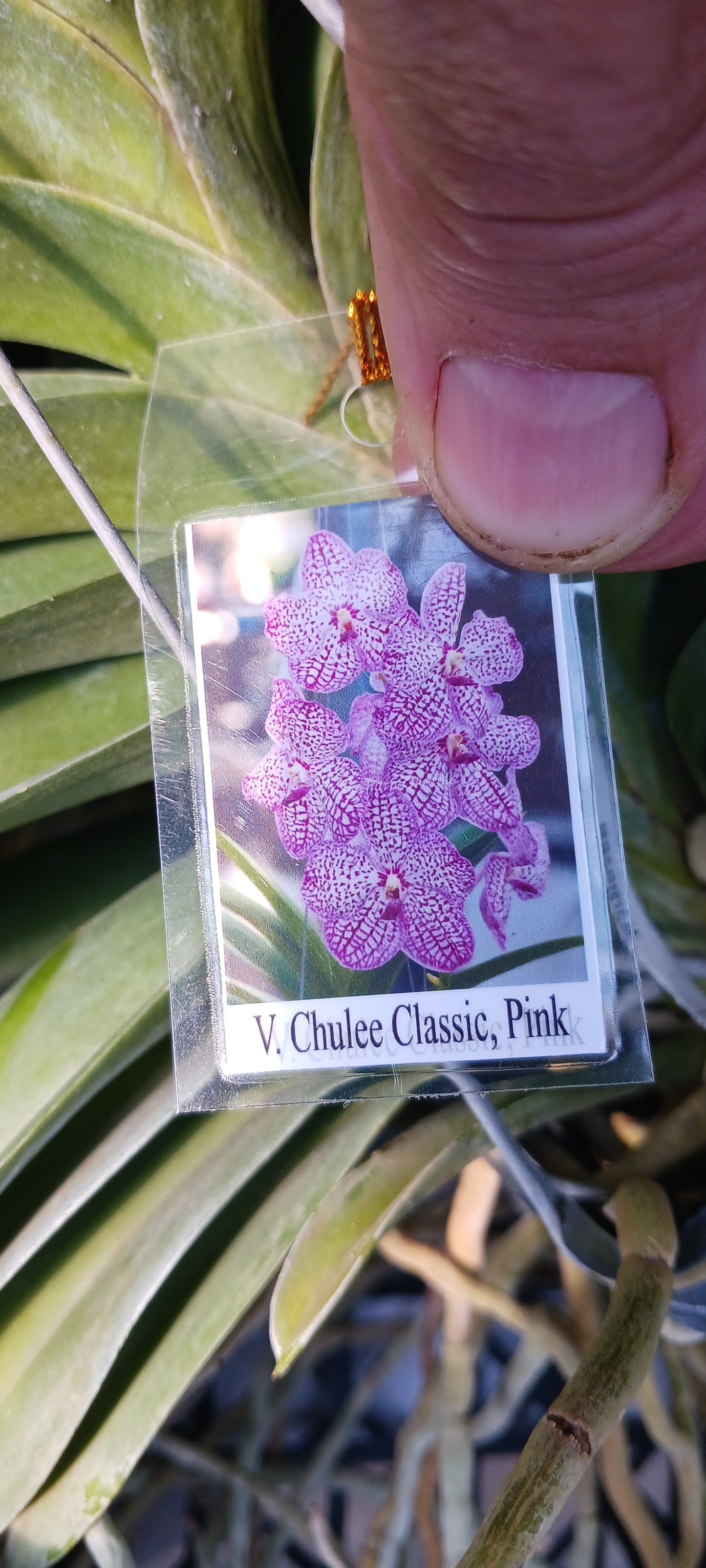 Orchid Vanda Chulee Classic Pink Mad Happenings Special Tropical Hanging Plants