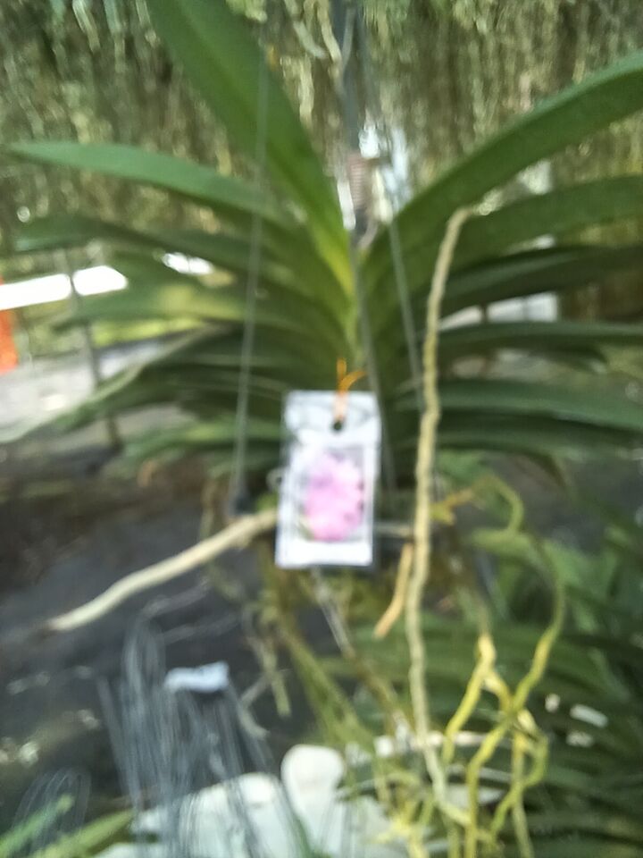Orchid Vanda Chulee Classic Pink Mad Happenings Special Tropical Hanging Plants