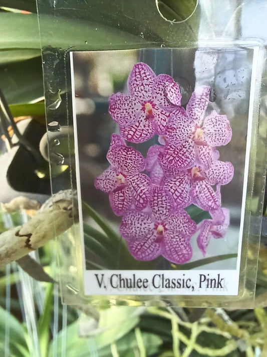 Orchid Vanda Chulee Classic Pink Mad Happenings Special Tropical Hanging Plants