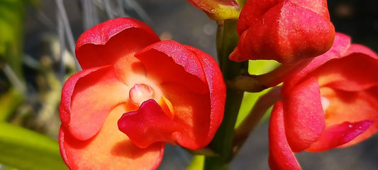 Orchid Vanda Fuchs Sunset x Pine Rivers orange