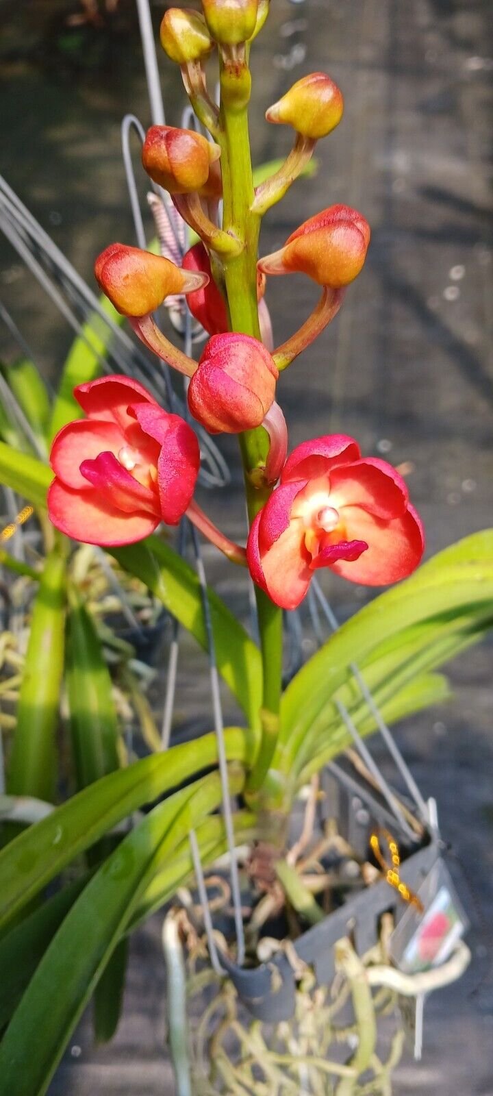 Orchid Vanda Fuchs Sunset x Pine Rivers orange