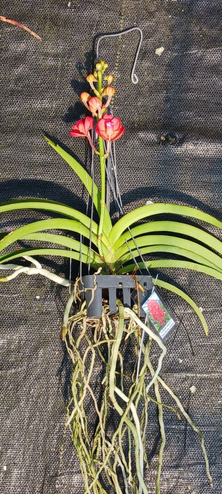 Orchid Vanda Fuchs Sunset x Pine Rivers orange