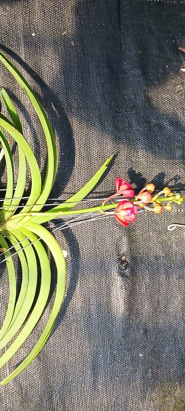 Orchid Vanda Fuchs Sunset x Pine Rivers orange