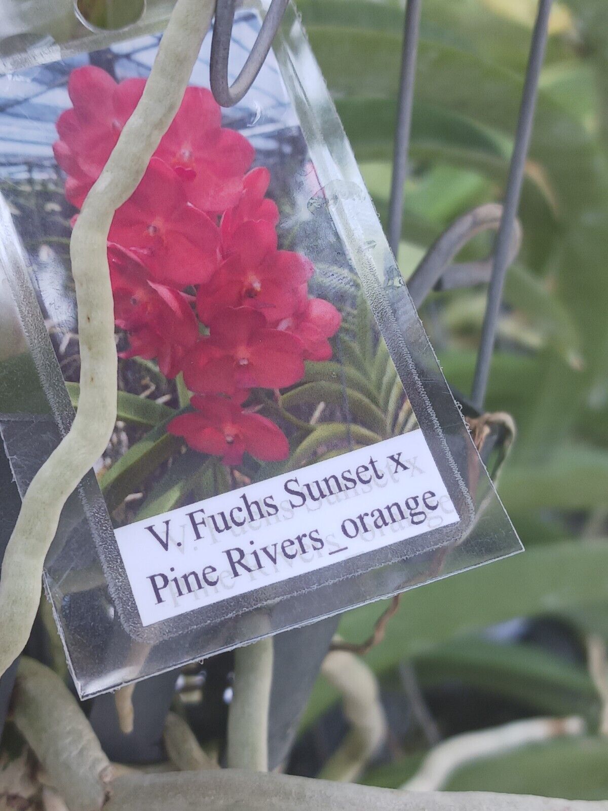 Orchid Vanda Fuchs Sunset x Pine Rivers orange