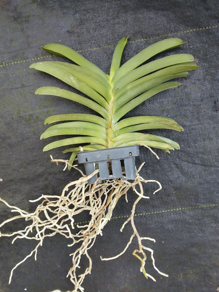 Orchid Vanda Haad Song Khia x Red Devil