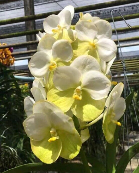 Orchid Vanda Hongslip Mr Adisak