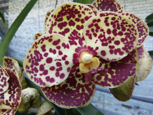 Orchid Vanda Kulwadee Fragrance 3 Pack