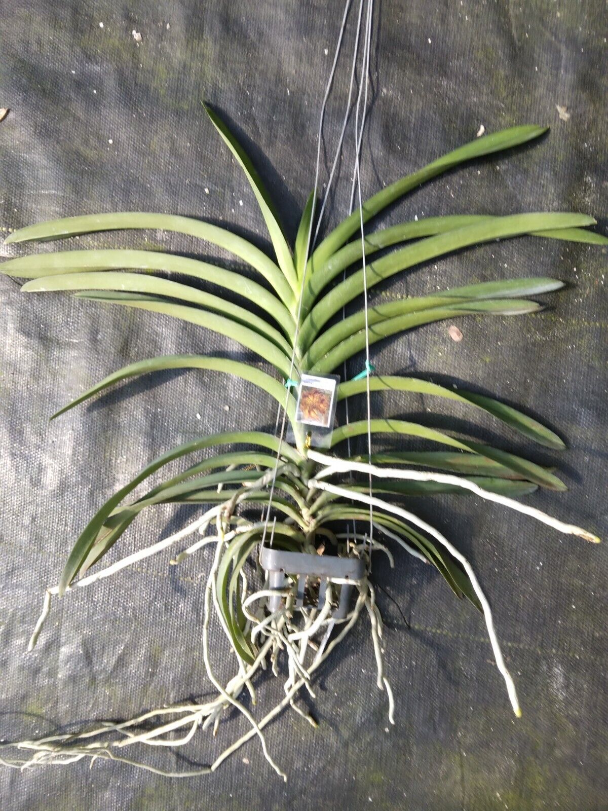 Orchid Vanda Kulwadee Fragrance 3 Pack