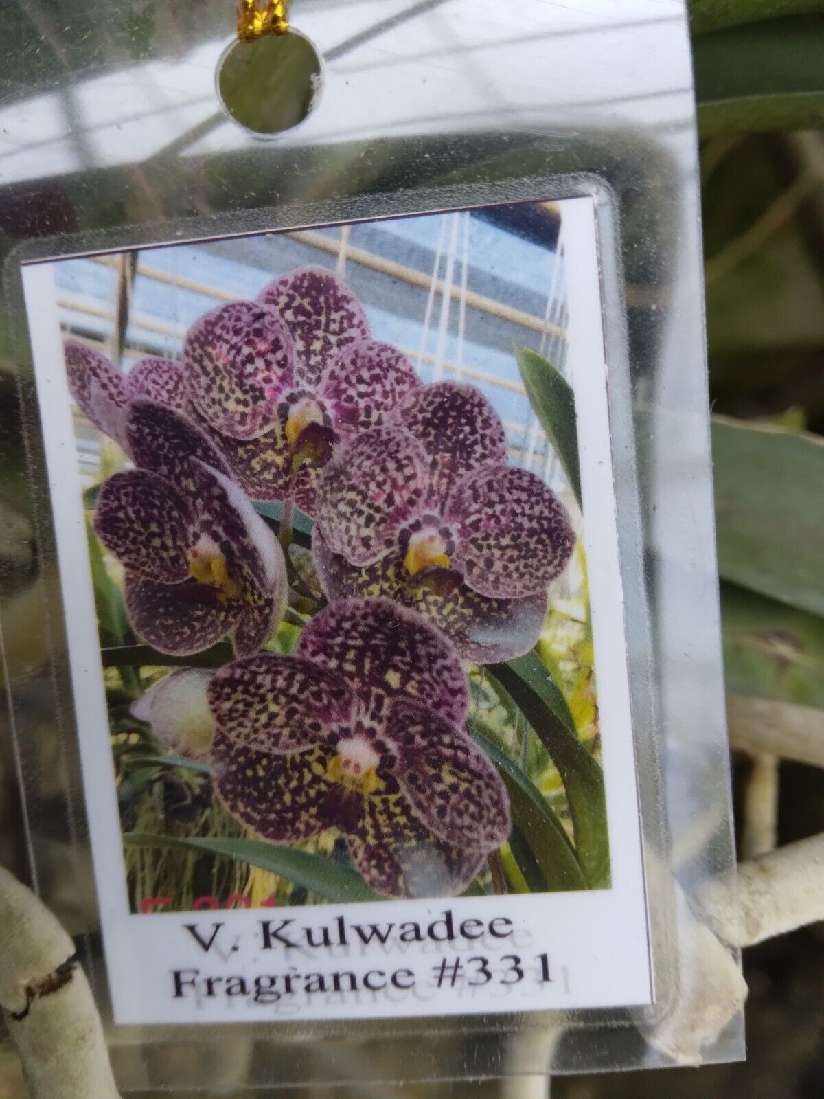 Orchid Vanda Kulwadee Fragrance 3 Pack