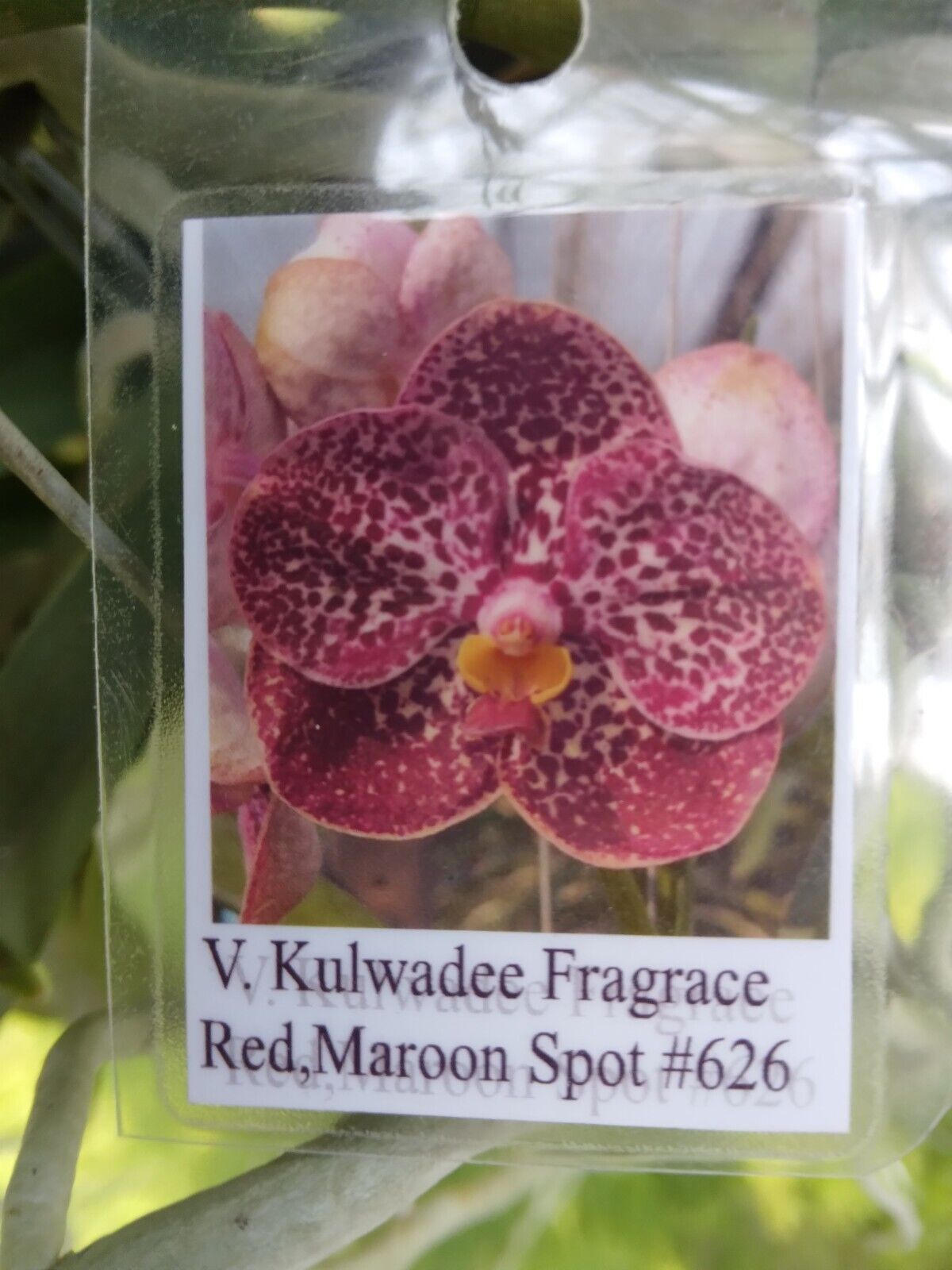 Orchid Vanda Kulwadee Fragrance 3 Pack